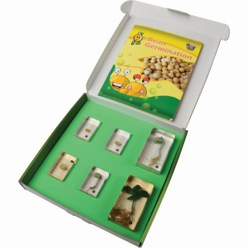 Encased Bean Germination Stages Set | Poly-Resin Models for Teaching Plant Growth