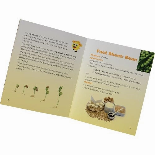 Encased Bean Germination Stages Set | Poly-Resin Models for Teaching Plant Growth