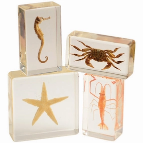 Encased Sea Life