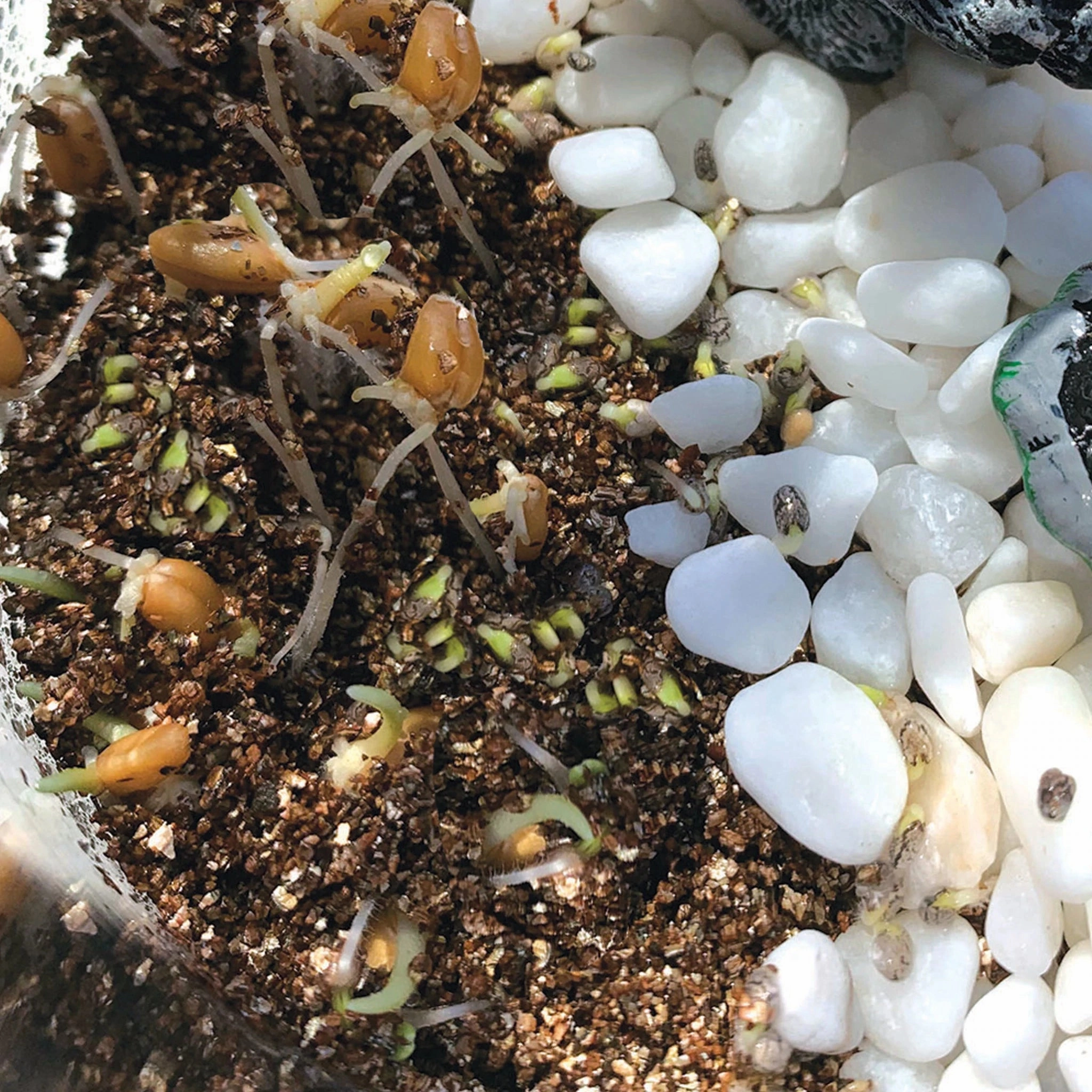 Grow and Glow Terrarium