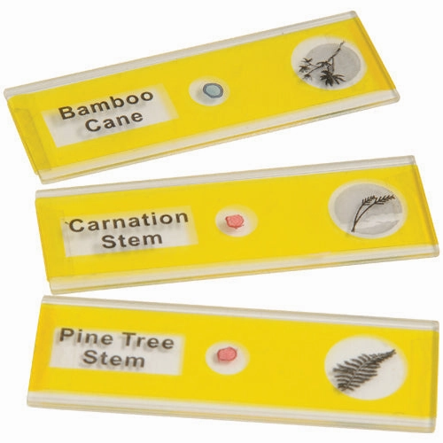 Prepared Slide Kit - Plants
